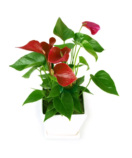 Anthurium, blomma — Stockfoto