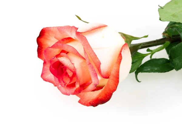 Rose flower — Stock Photo, Image