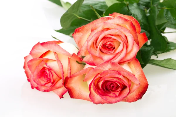 Rose flower — Stock Photo, Image