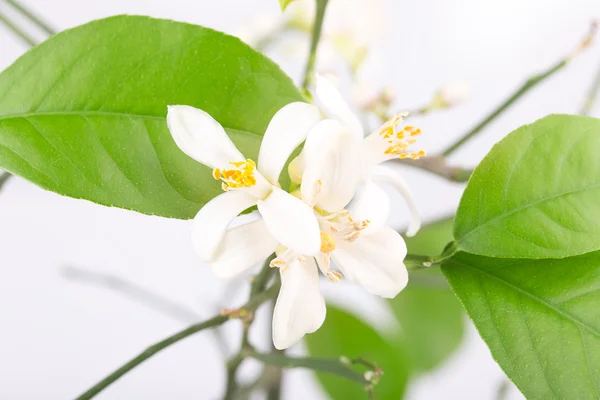 花卉芽的柠檬 — 图库照片