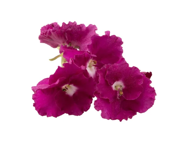 Fiore viola — Foto Stock