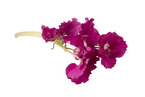 Fiore viola — Foto Stock