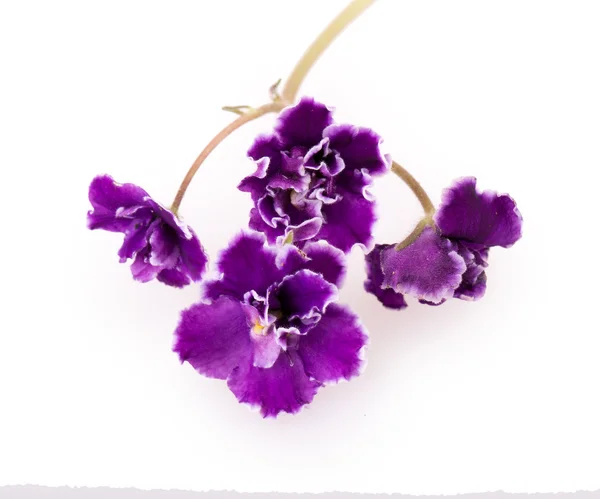 Violet flower — Stock Photo, Image