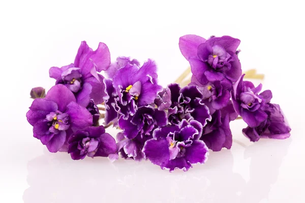 Violet flower — Stock Photo, Image