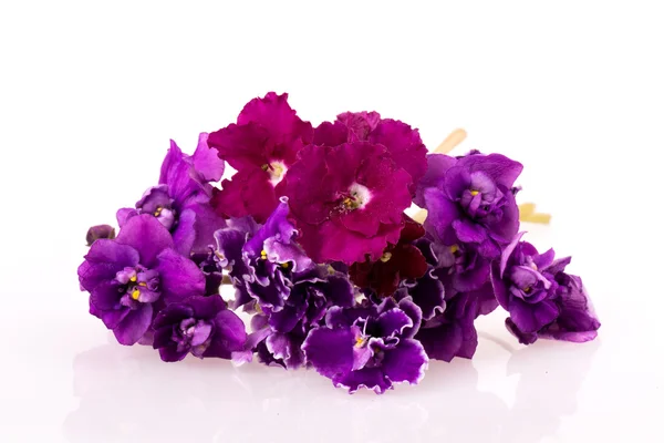 Violet flower — Stock Photo, Image