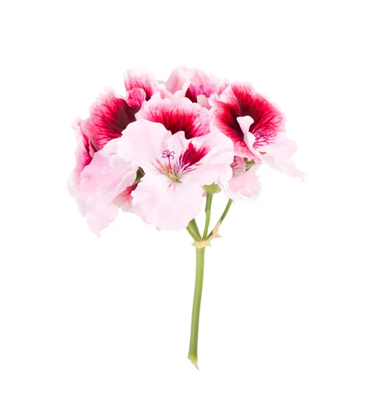 Fleur de géranium — Photo