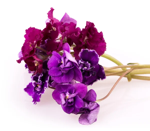 Ibolya virág — Stock Fotó