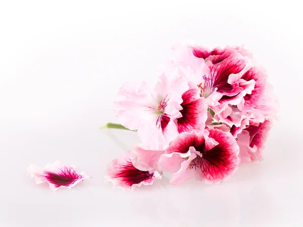 Geranio fiore — Foto Stock