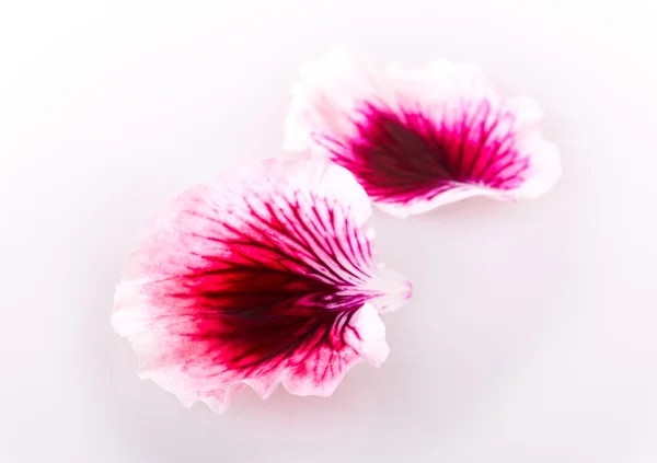 Geranium flower — Stock Photo, Image