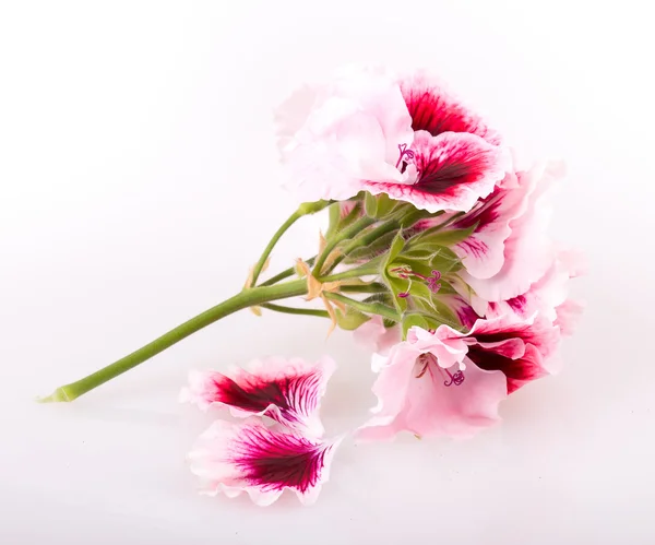 Flor de geranio — Foto de Stock