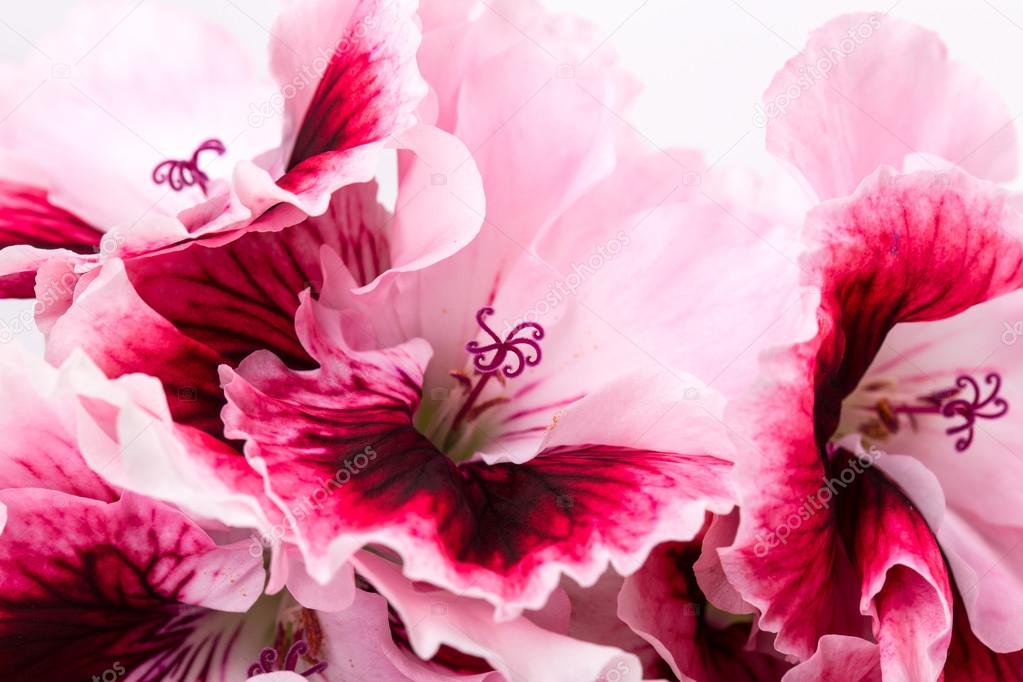 Flor de gerânio fotos, imagens de © dmitriykp #22842724