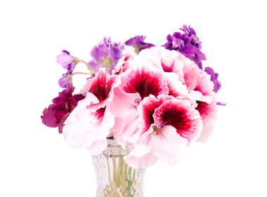 Menekşe ve Sardunya çiçekleri