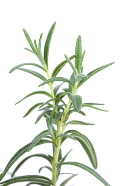 Biberiye