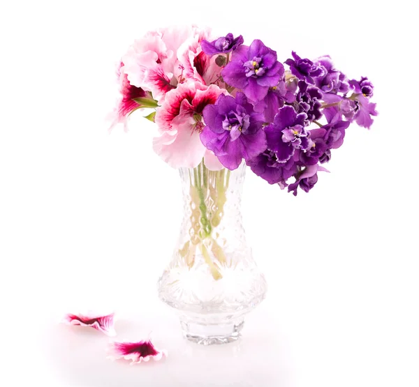 Violet and geranium flowers — Stock Photo, Image