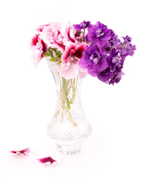 Violet and geranium flowers — Stock Photo, Image