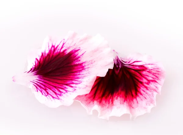 Květy fialové a pelargónie — Stock fotografie