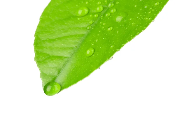 Hoja verde con gotas de rocío —  Fotos de Stock