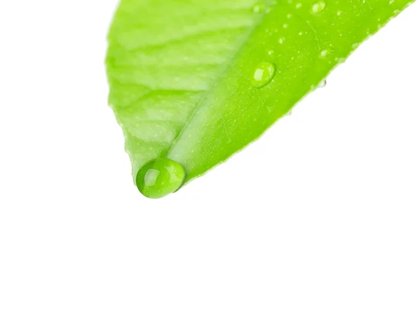 Grünes Blatt mit Tautropfen — Stockfoto