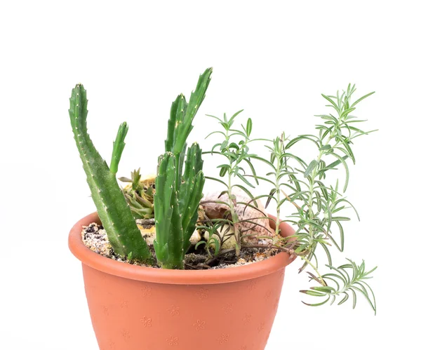 Rosemary a kaktus — Stock fotografie