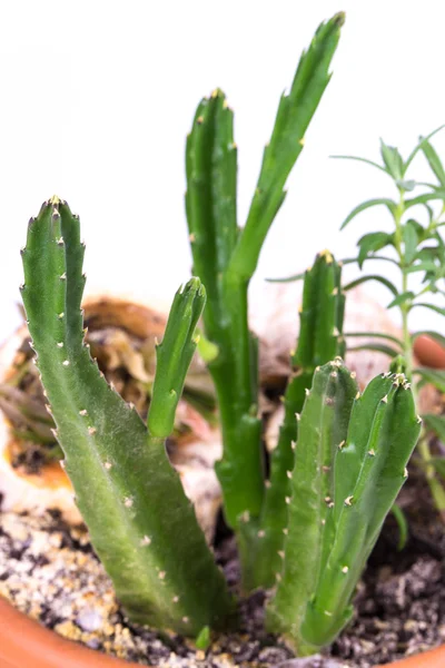 Rosmarin och cactus — Stockfoto