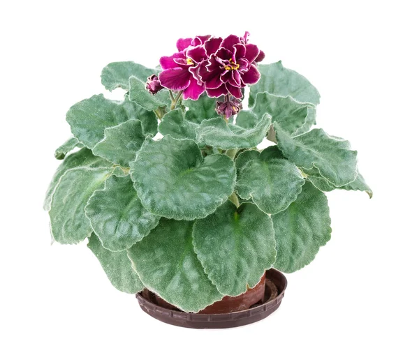 Flower, violet — Stock Photo, Image
