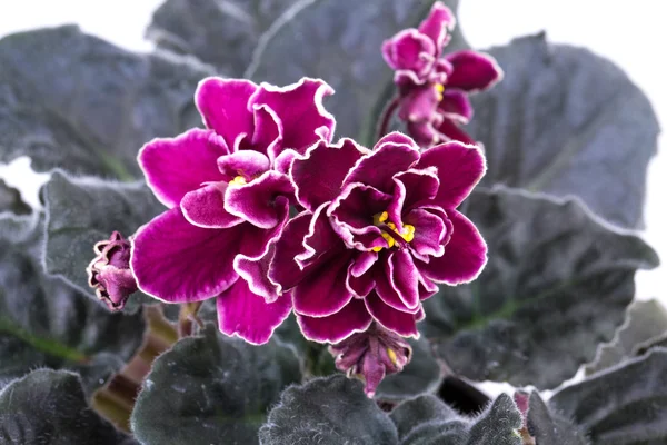 Blume, violett — Stockfoto