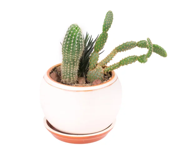 Cactus — Stock Photo, Image