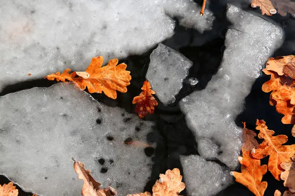 Glace fondue aux feuilles jaunes — Photo