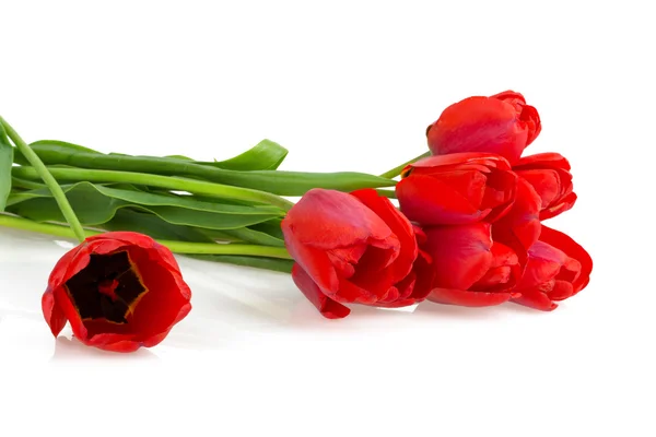 Цветы Red Tulips — стоковое фото