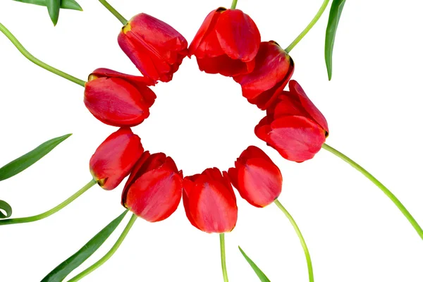Λουλούδια κόκκινες τουλίπες — Φωτογραφία Αρχείου