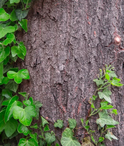 Bark, wood, ivy — Stock Photo, Image