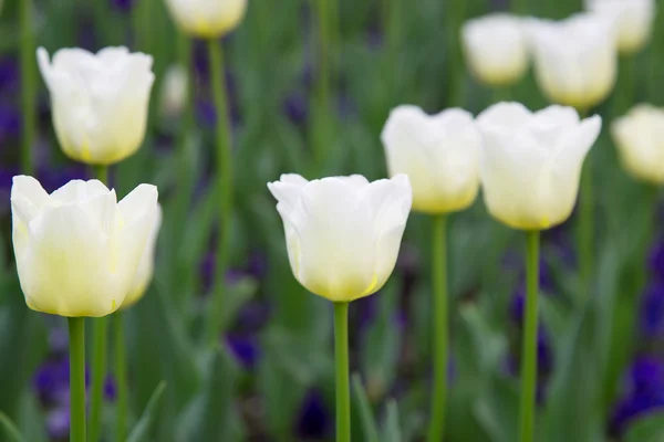 Tulipas brancas — Fotografia de Stock