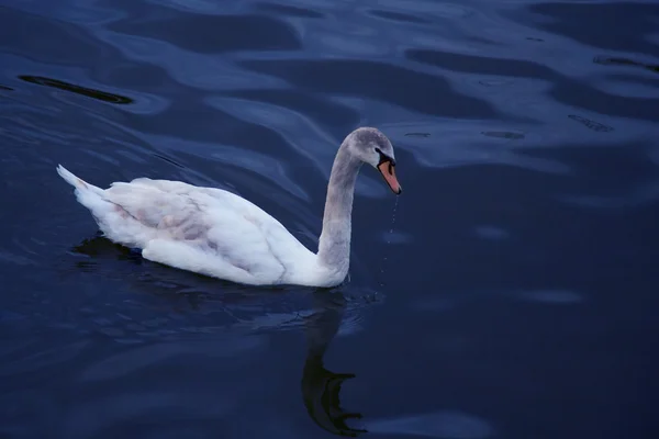 Белый лебедь, плывущий по синей реке — стоковое фото