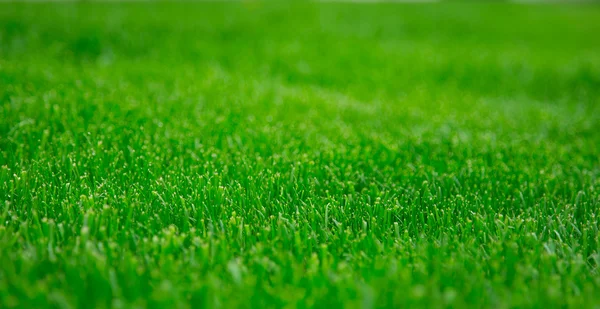 Green grass — Stock Photo, Image