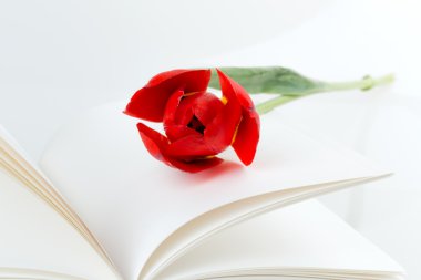 Lale çiçek kitap