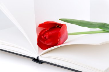 Lale çiçek kitap
