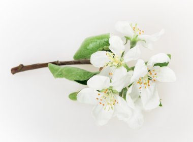 çiçek elma ağacı