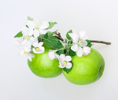elma ve elma çiçeği