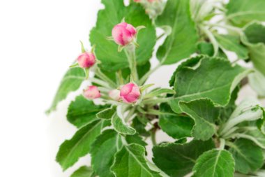 çiçek elma ağacı