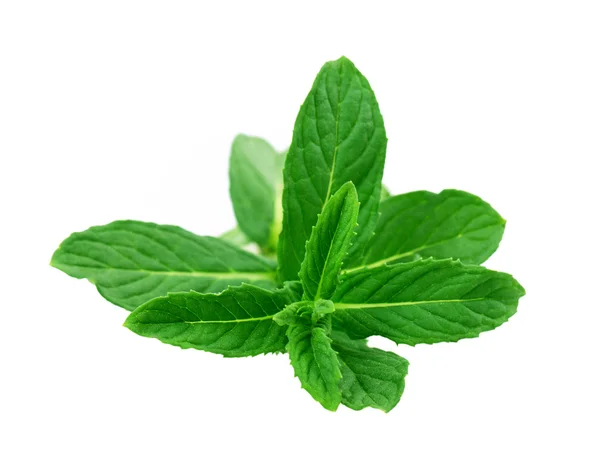 Mint — Stock Photo, Image