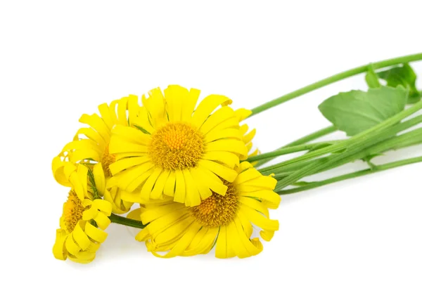 Yellow daisy — Stock Photo, Image