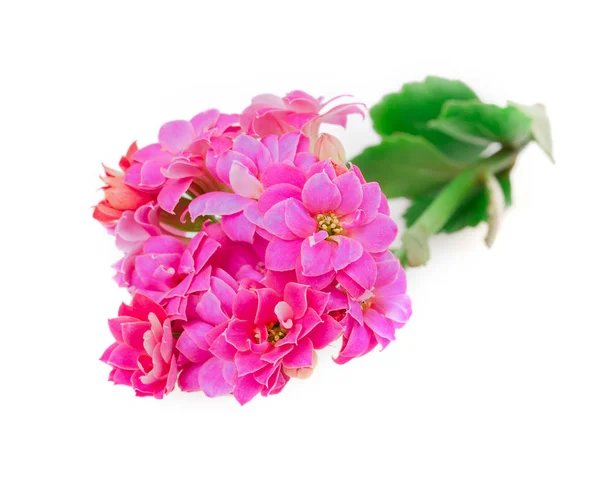 Kalanchoe fiorisce — Foto Stock