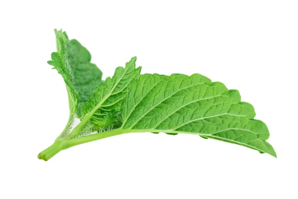 Mint, lemon balm — Stock Photo, Image