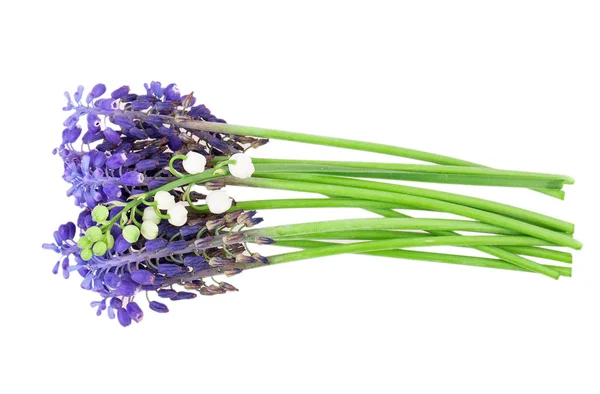 Mughetto muscari della valle — Foto Stock