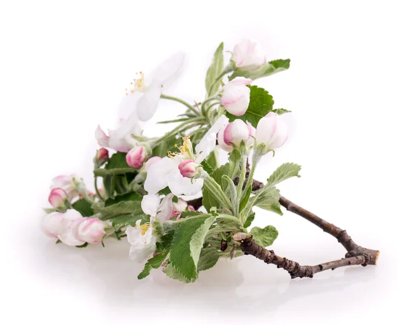 Virág almafa — Stock Fotó