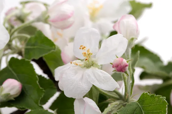 Albero di mele fiore — Foto Stock