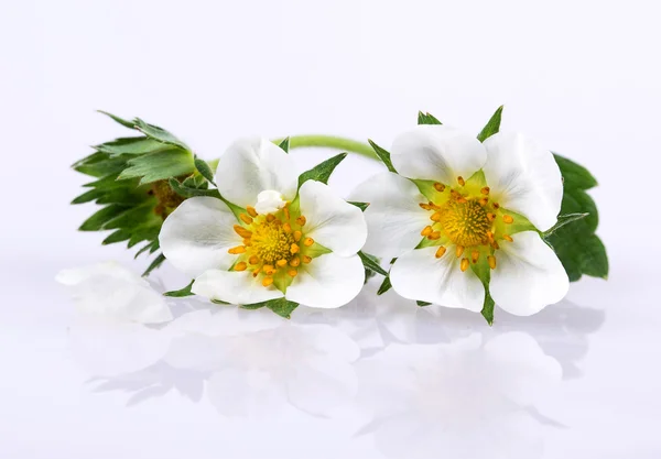 Strawberry Blossom — Stock Photo, Image