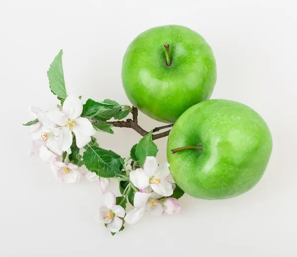 Apple and apple blossom — Stock Photo, Image