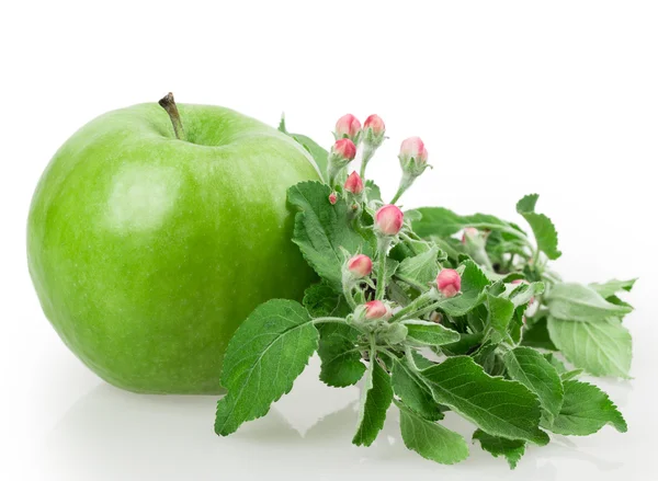 Elma ve elma çiçeği — Stok fotoğraf