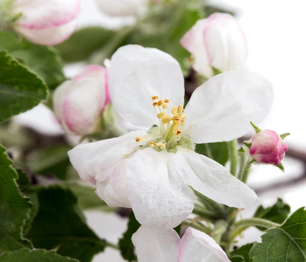 Albero di mele fiore — Foto Stock